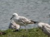 Caspian Gull at Wat Tyler Country Park (Steve Arlow) (54990 bytes) Caspian Gull at Wat Tyler Country Park (Steve Arlow) (54990 bytes)